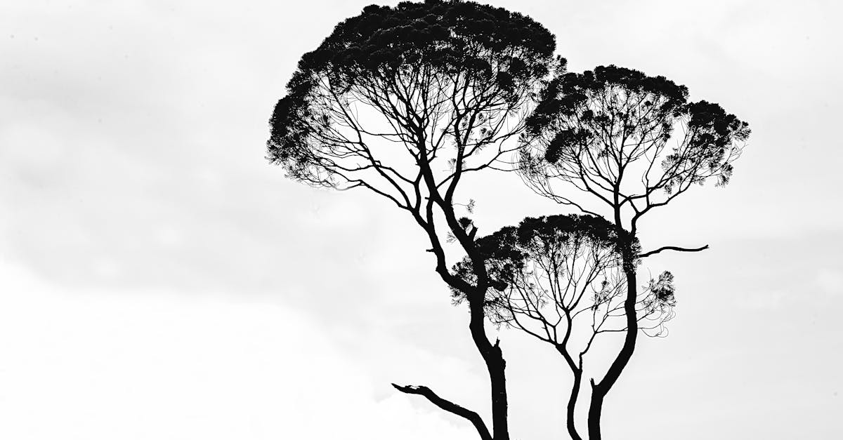 découvrez l'élégance et le charme de la silhouette. explorez notre collection inspirante de vêtements et d'accessoires qui mettent en valeur vos courbes et votre style, tout en vous offrant confort et confiance au quotidien.
