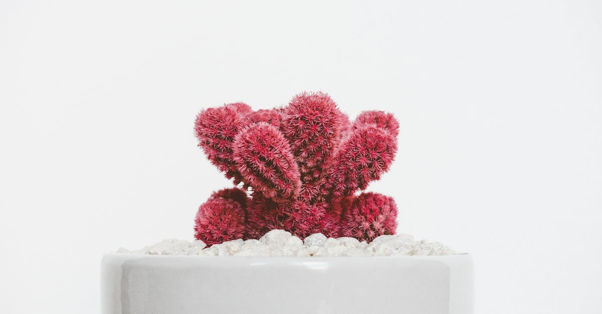 découvrez l'art du minimalisme : un mode de vie simplifié qui valorise l'essentiel, favorise la clarté et inspire la créativité. explorez nos conseils pour adopter une esthétique épurée et trouver la paix intérieure.
